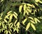 Ель восточная Ауреоспиката (Picea orientalis Aureospicata) - фото 16756