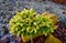 Ель восточная Tom Thumb Gold (Picea orientalis Tom Thumb Gold) - фото 16764
