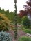 Клён остролистный Бескид (Acer platanoides Beskid) - фото 16765