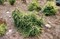 Ель обыкновенная Дандилион (Picea abies Dandylion) - фото 16810