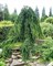 Ель обыкновенная Пендула (Picea abies Pendula) - фото 16812