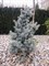 Ель колючая Мекки (Picea pungens Mecky) - фото 16820