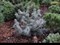 Ель колючая Мекки (Picea pungens Mecky) 3907 - фото 16821