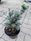 Ель колючая Мекки (Picea pungens Mecky) 3907 - фото 16836