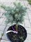 Пихта одноцветная Компакта (Abies concolor Compacta) 3892 - фото 16837