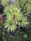 Сосна горная Саншайн   (Pinus mugo 'Sunshine') 3697 - фото 16838 Сосна горная Саншайн   (Pinus mugo 'Sunshine') 3697 - фото 16838