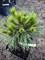 Сосна черная  Байо (Pinus nigra Bayo) 3889 - фото 16846