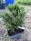 Сосна  скрученная Krnak (Pinus contorta Krnak) 3865 - фото 16852