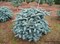 Пихта серебристая Глаука (Abies procera Glauca) 3912 - фото 16857
