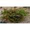 Ель обыкновенная 'Brita's Delight' (Picea abies 'Brita's Delight') 3989 - фото 17024