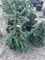 Ель сербская Рэдлоф (Picea omorica Radloff) 3921 - фото 17156 Ель сербская Рэдлоф (Picea omorica Radloff) 3921 - фото 17156