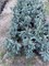Picea engelmanii Glauca (Ель Энгельмана Глаука) 4026 - фото 17157