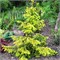Ель сербская Ауреа (Picea omorika Aurea) 4031 - фото 17170