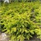 Ель сербская Голден Рэйн (Picea omorika Golden Rain) 4032 - фото 17171