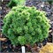 Сосна горная Миникин (Pinus mugo Minikin) 4034 - фото 17173