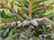 Ель двуцветная (Picea Bicolor) 4036 - фото 17175