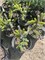 Ель двуцветная (Picea Bicolor) 4036 - фото 17176 Ель двуцветная (Picea Bicolor) 4036 - фото 17176