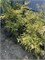 Бук европейский Мерседес (Fagus sylvatica Mercedes) 4038 - фото 17178