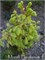 Ель обыкновенная Голден Бескит (Picea abies 'Golden Beskid) 4044 - фото 17192