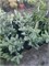 Picea pungens Straw (Orange Cream) 4045 - фото 17194