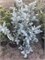 Ель колючая Блю Даймонд (Picea pungens Blue Diamond) 4047 - фото 17199