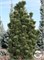 Сосна горная Анджей (Pinus mugo Andrzej) 4048 - фото 17201