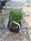 Pinus sylvestris Troll 4043 - фото 17203