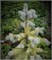 Ель колючая Мария (Picea pungens 'Maria') 4052 - фото 17208