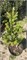 Пихта корейская Голден Глоу (Abies Koreana Golden Glow) 4053 - фото 17209