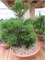 Pinus heldreichii Olio 4055 - фото 17211