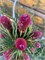 Picea abies Rubra Spicata 4059 - фото 17214