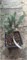 Picea pungens My Best 4066 - фото 17225