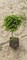 Picea abies Kral WB 4064 - фото 17229
