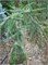 Лиственница японская Mazanek  (Larix kaempferi Mazanek) 4075 - фото 17235