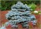 Picea pungens Montgomery 4077 - фото 17236