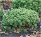Pinus mugo Hampy 4080 - фото 17239