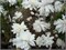 Magnolia loebneri Wildcat 4081 - фото 17240