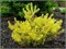 Pinus sylvestris Trollgold 4083 - фото 17256