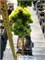 Picea abies Johanka 4085 - фото 17258