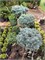 Ель колючая Блаукиссен (Picea pungens Blaukissen) 4089 - фото 17264