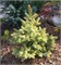 Picea pungens Lutea Nana) 4094 - фото 17269