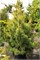 Pinus silvestris Gold Medal 4095 - фото 17270