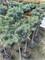 Picea pungens Mile Up 4100 - фото 17282