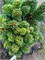 Ель обыкновенная Святый Ян (Picea abies Svaty Jan) 4098 - фото 17290