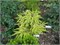 Ель обыкновенная Катаринес Голден Херт (Picea abies Cathrin Golden Heart) 4102 - фото 17303