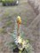 Picea omorika*pungens Troemner 4110 - фото 17332