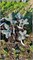 Picea pungens Blue Fantasy 4113 - фото 17340
