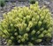 Сосна горная Розитек (Pinus mugo Rositech) 4114 - фото 17354