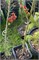 Picea abies Red Sister 4115 - фото 17355