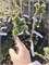 Picea abies Hana 4117 - фото 17366